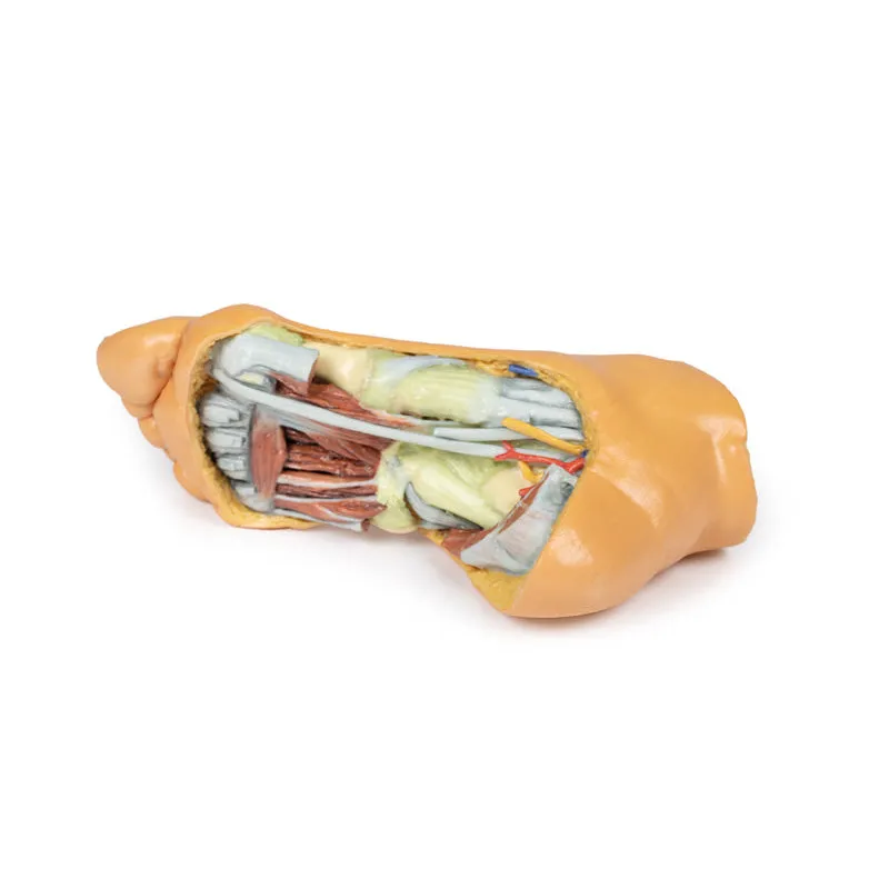 3D Printed Foot - Deep plantar structures