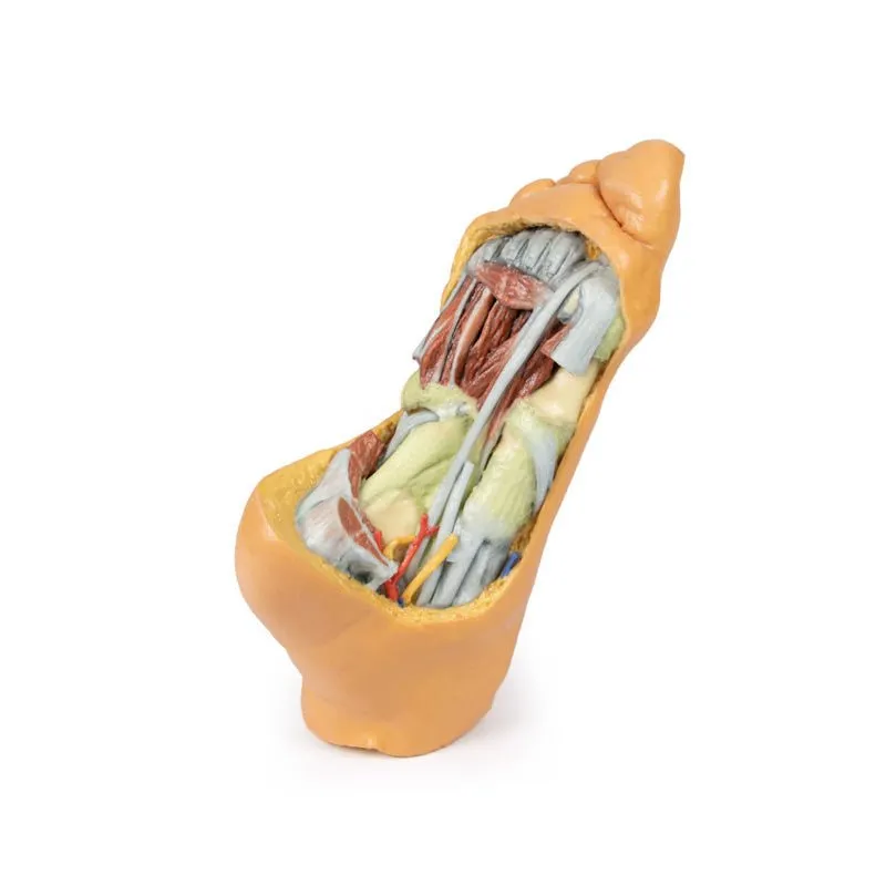 3D Printed Foot - Deep plantar structures