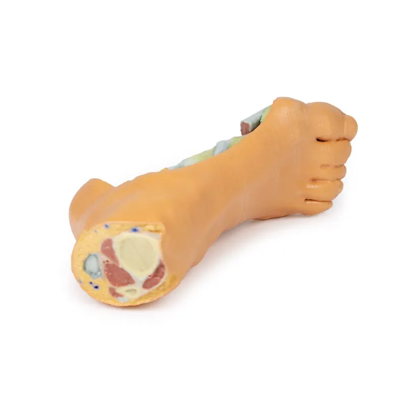 3D Printed Foot - Deep plantar structures