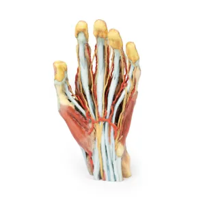 3D Printed Hand Model