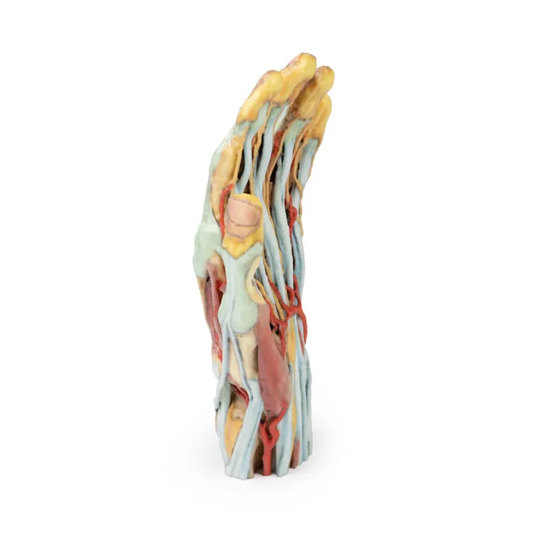 3D Printed Hand Model