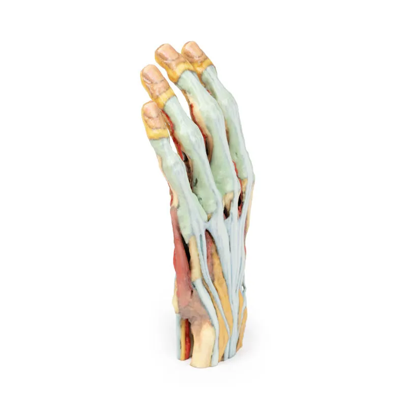 3D Printed Hand Model