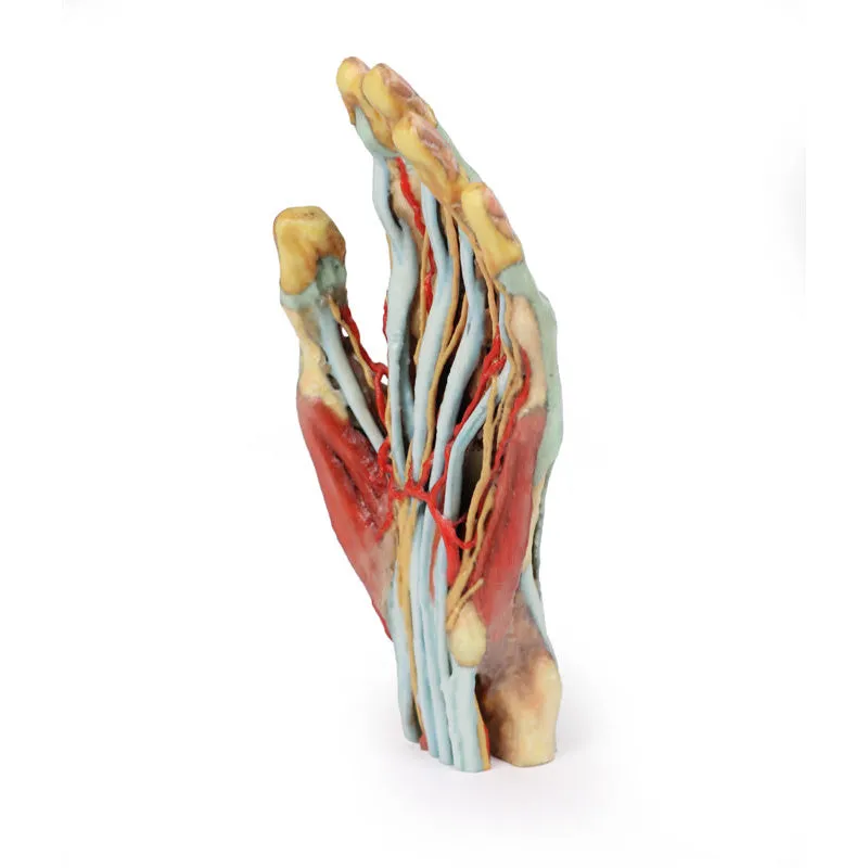3D Printed Hand Model