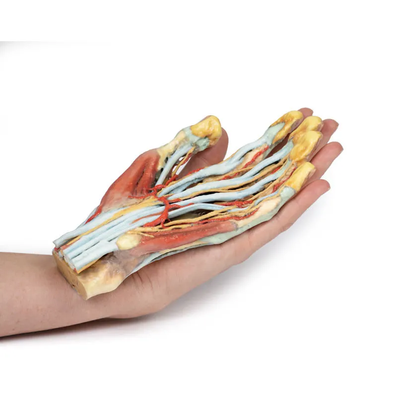 3D Printed Hand Model
