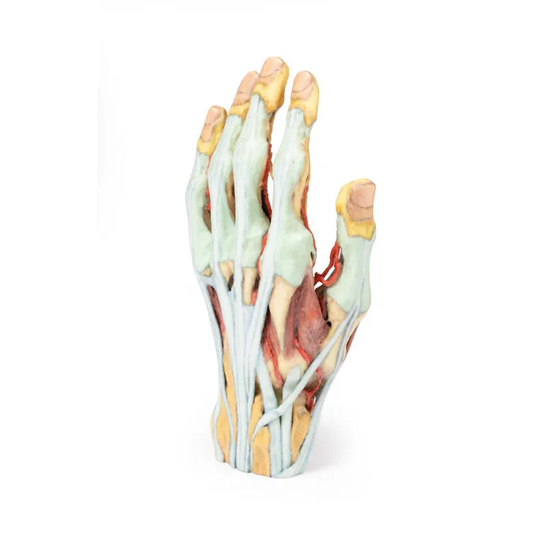 3D Printed Hand Model