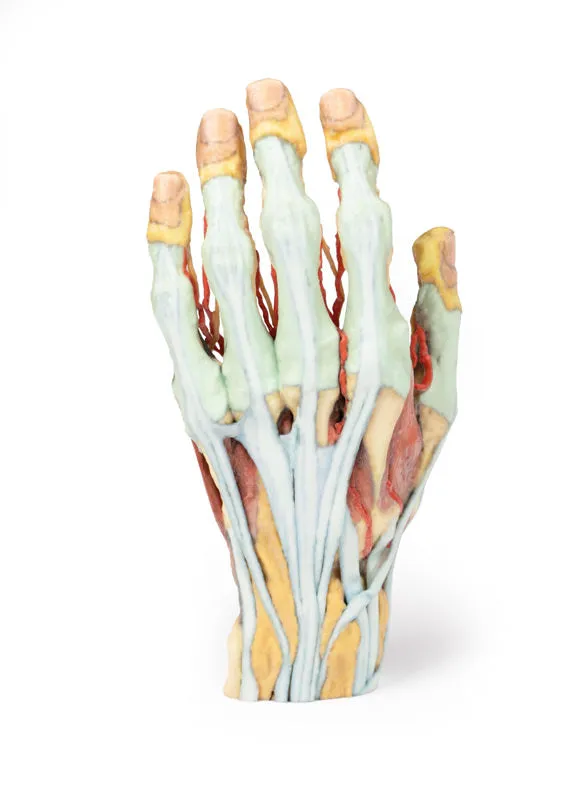 3D Printed Hand Model